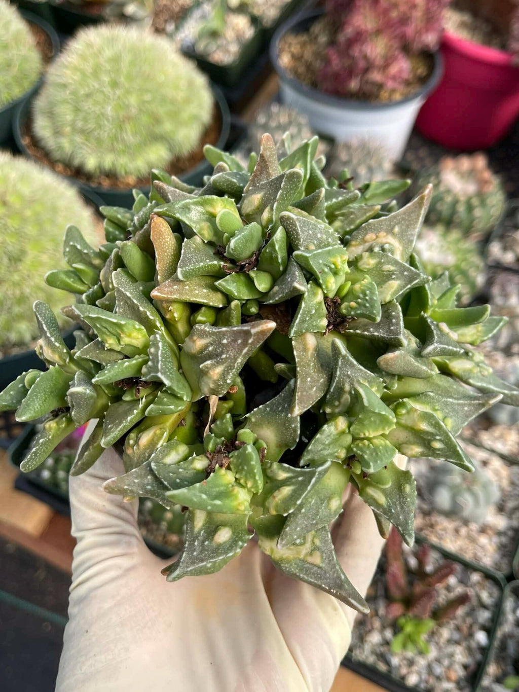 Faucaria tuberculosa Clusters | Tiger Jaws Live Succulent Plant