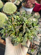 Faucaria tuberculosa Clusters | Tiger Jaws Live Succulent Plant