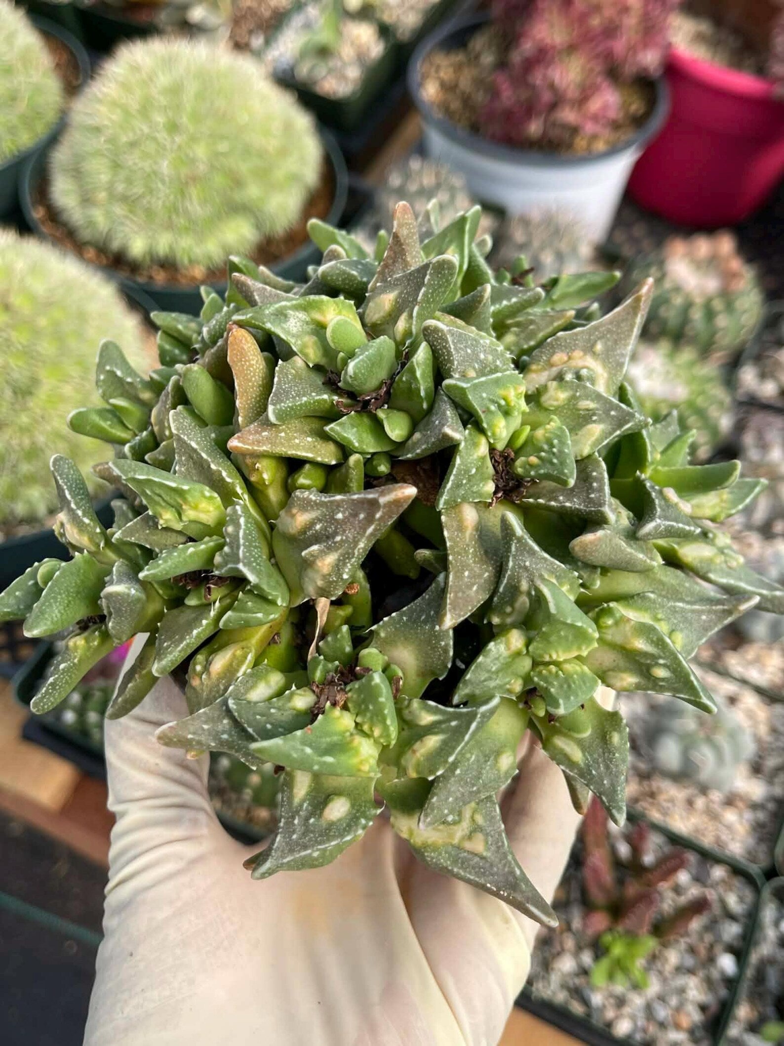 Faucaria tuberculosa Clusters | Tiger Jaws Live Succulent Plant