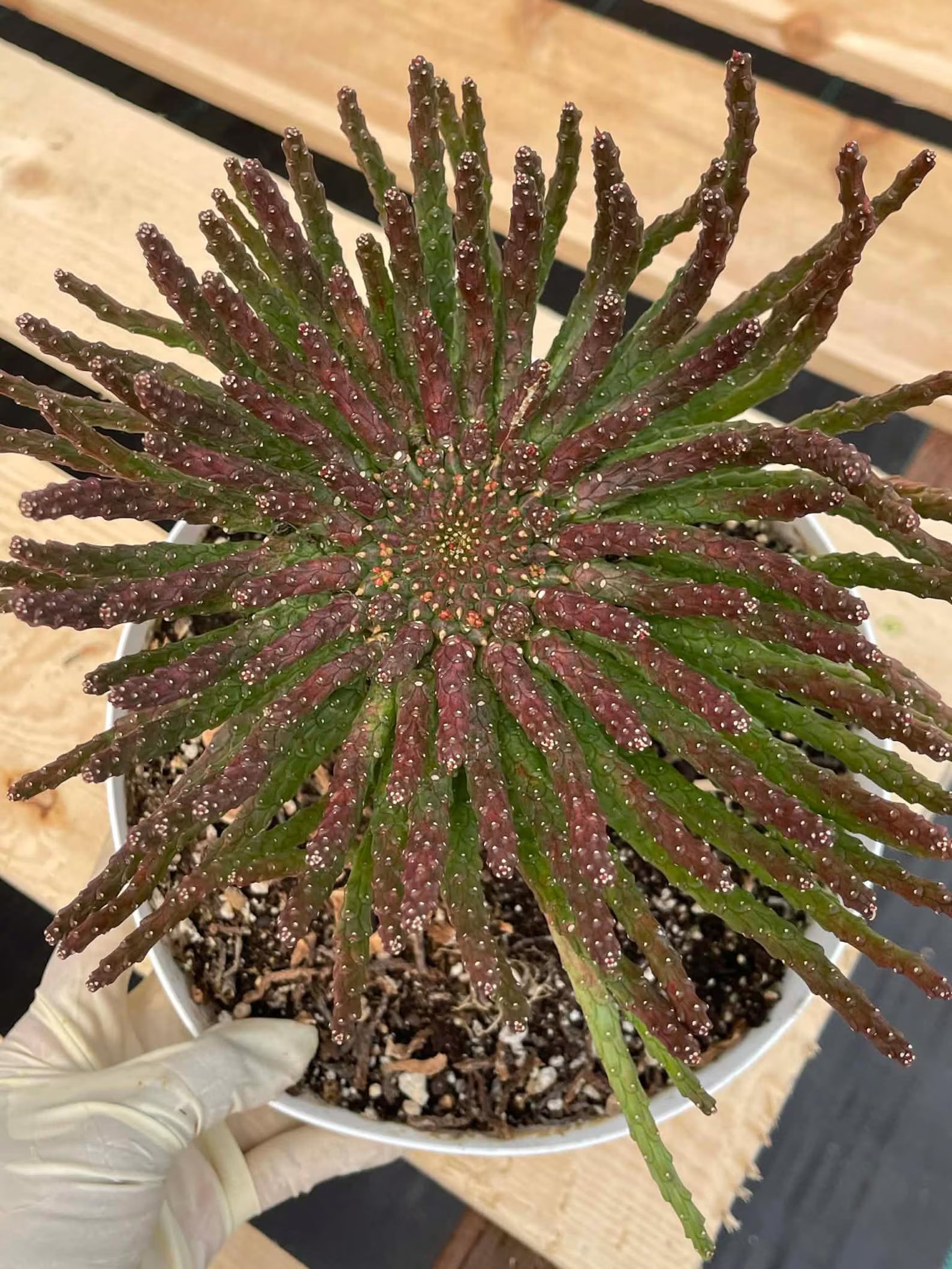 8" Euphorbia Medusa with Pups | Rare Caudex Succulent | Crested Live Plant #926