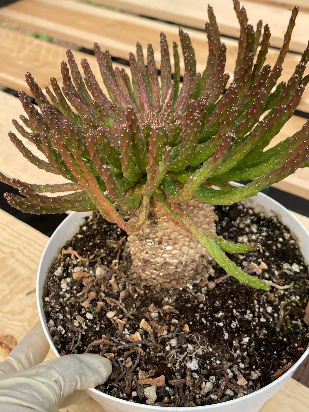 8" Euphorbia Medusa with Pups | Rare Caudex Succulent | Crested Live Plant #926