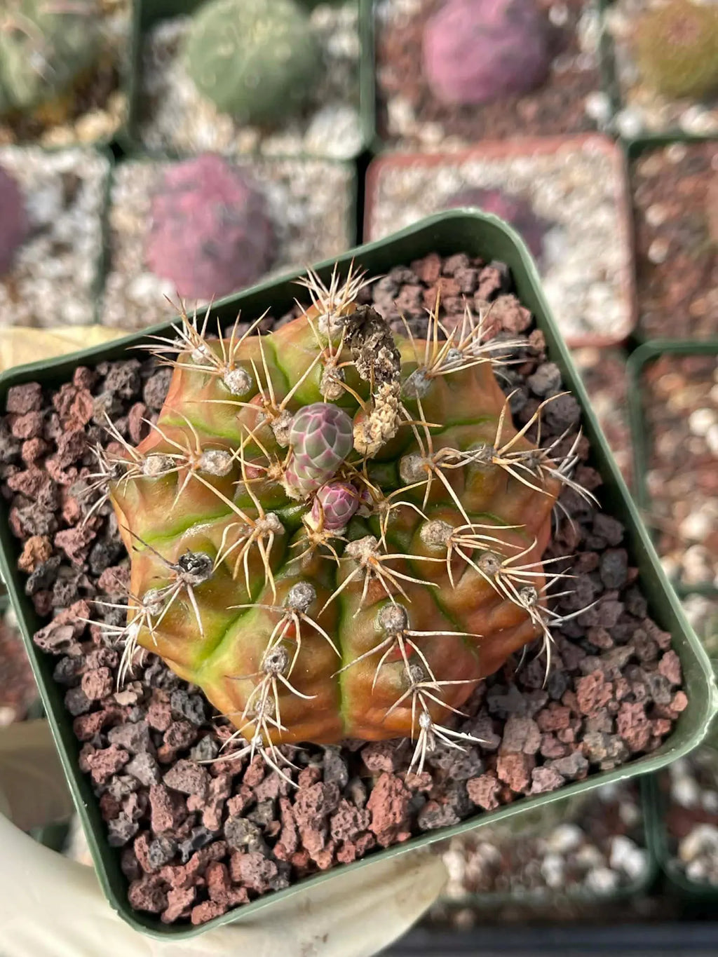3.5” Gymnocalycium mihanovichii | Seed Grown Rare Live Cactus Plant