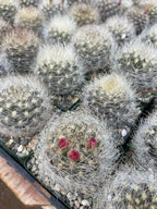 Neoporteria Nidus Senilis Rare Live Cactus | 3.5" Pot Size