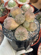 Euphorbia Obesa Cluster | Rare Live Succulent Plant #185