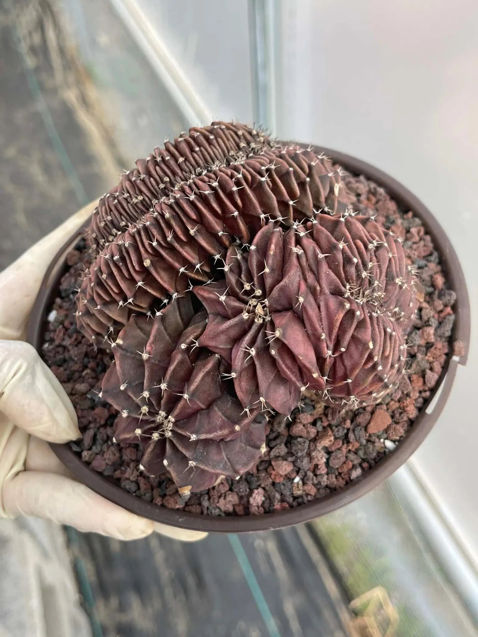 Crested Gymnocalycium Inermis | Rare Spineless Cactus | 6" Live Plant