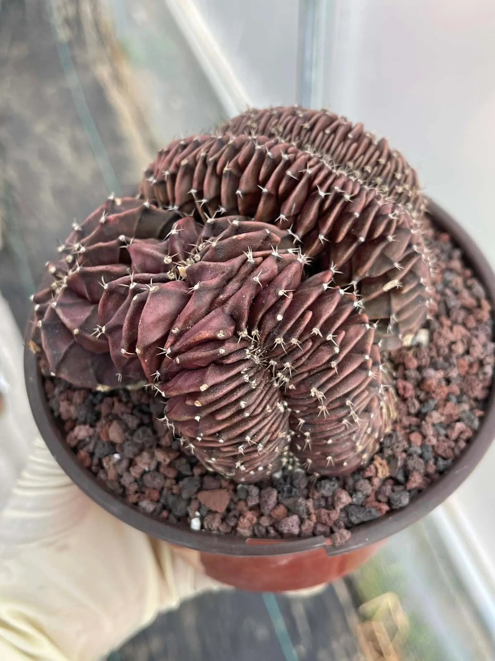 Crested Gymnocalycium Inermis | Rare Spineless Cactus | 6" Live Plant