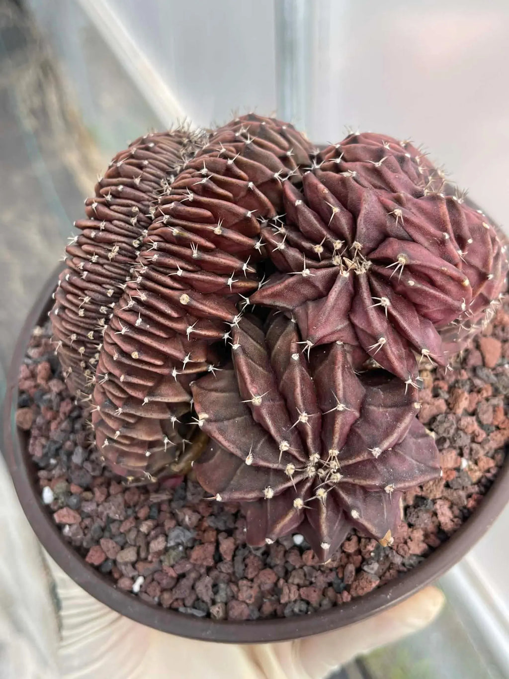 Crested Gymnocalycium Inermis | Rare Spineless Cactus | 6" Live Plant