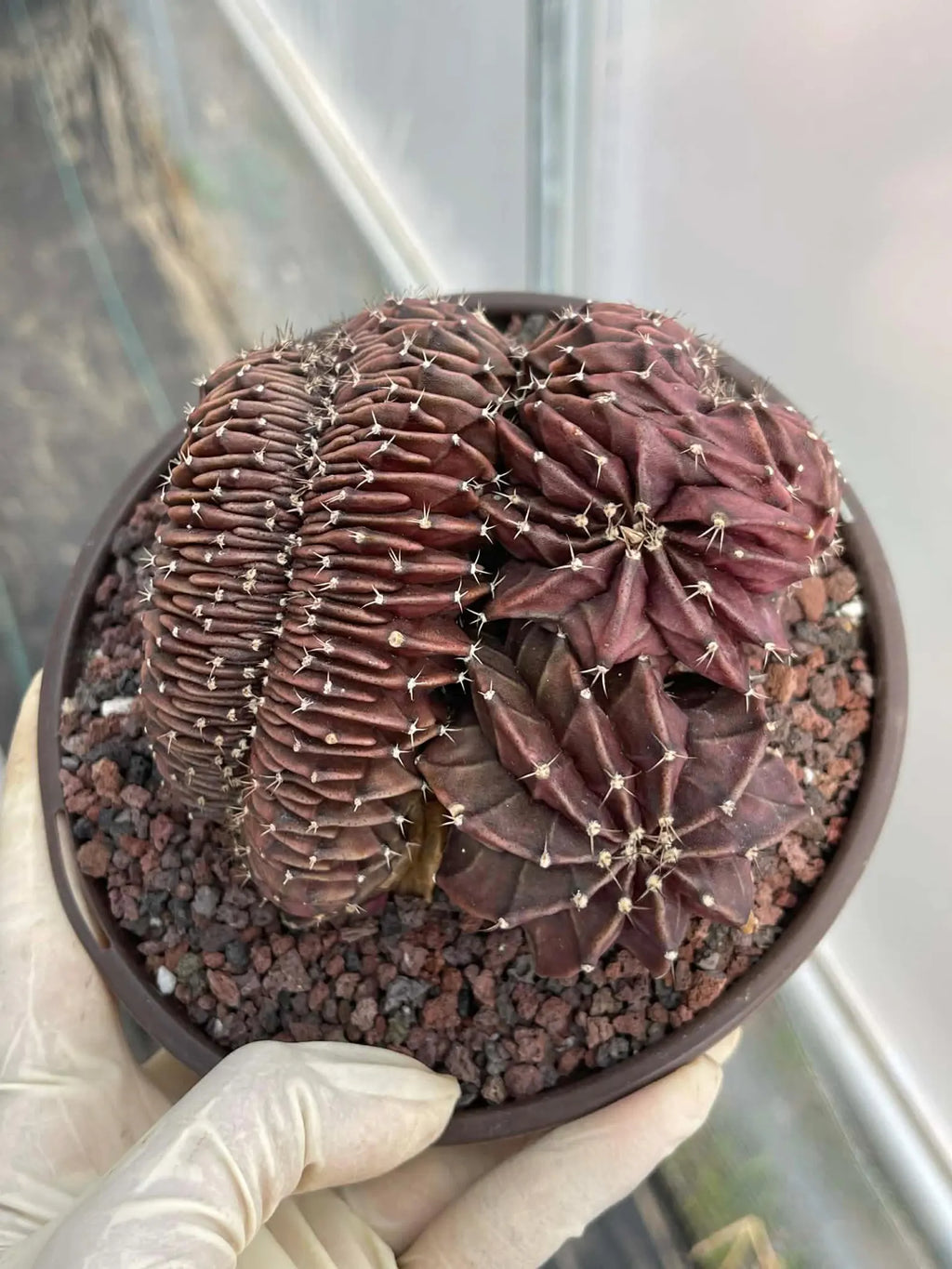 Crested Gymnocalycium Inermis | Rare Spineless Cactus | 6" Live Plant