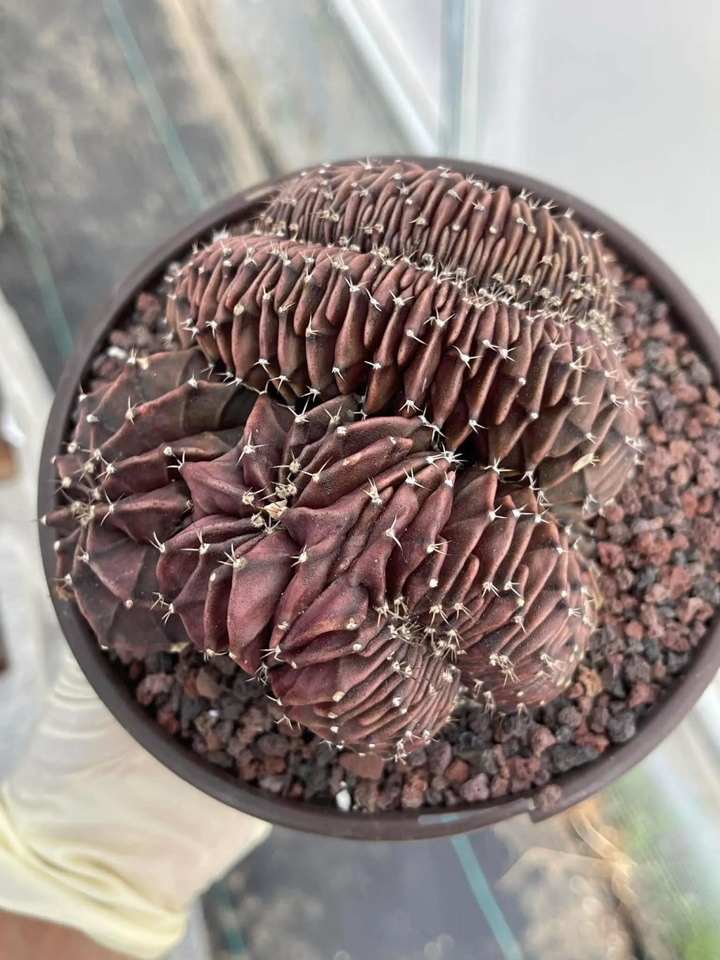 Crested Gymnocalycium Inermis | Rare Spineless Cactus | 6" Live Plant