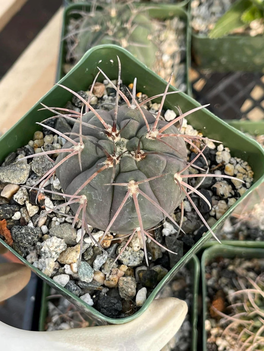 3.5” Gymnocalycium Spegazzinii Live Cactus | Rare Spiny Cactus Plant