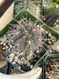 3.5” Gymnocalycium Spegazzinii Live Cactus | Rare Spiny Cactus Plant