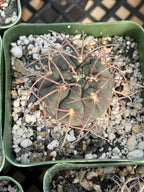 3.5” Gymnocalycium Spegazzinii Live Cactus | Rare Spiny Cactus Plant