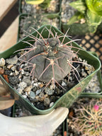 3.5” Gymnocalycium Spegazzinii Live Cactus | Rare Spiny Cactus Plant