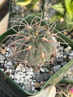 3.5” Gymnocalycium Spegazzinii Live Cactus | Rare Spiny Cactus Plant