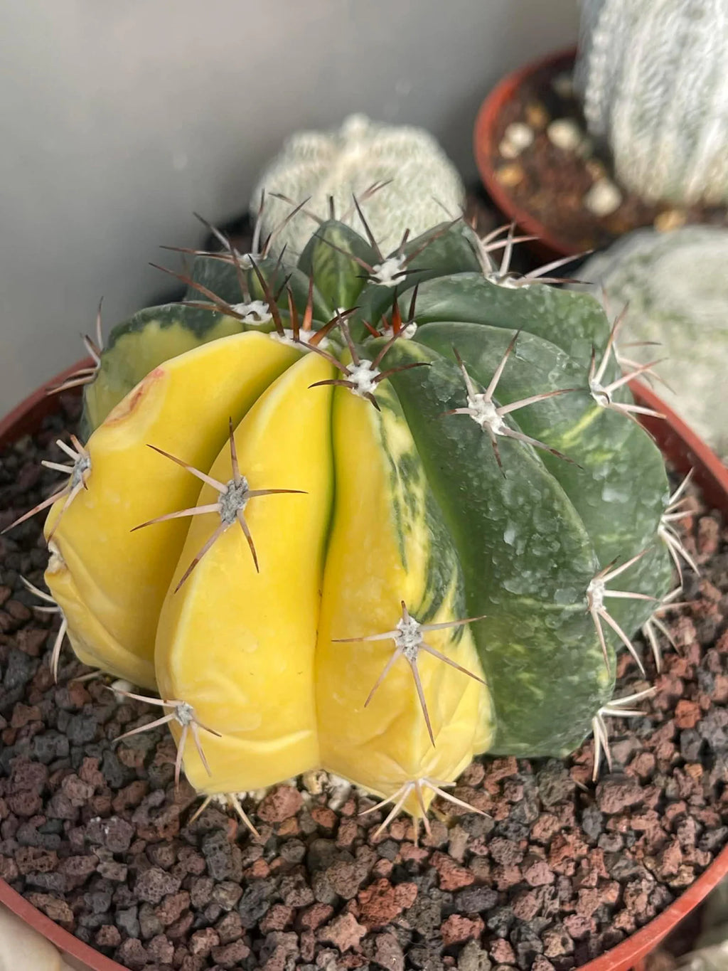 Half Moon Variegated Melocactus Rare Live Cactus – Exact Plant #109
