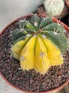 Half Moon Variegated Melocactus Rare Live Cactus – Exact Plant #109