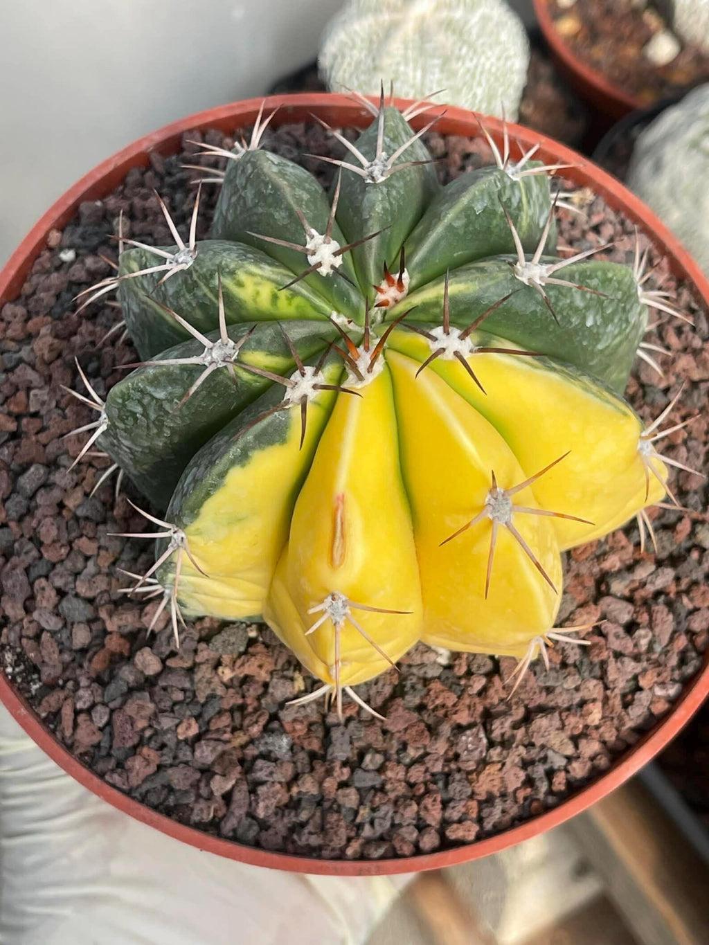 Half Moon Variegated Melocactus Rare Live Cactus – Exact Plant #109