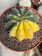 Half Moon Variegated Melocactus Rare Live Cactus – Exact Plant #109