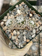 Mammillaria duwei Live Cactus | Rare Seed-Grown Cactus Plant | Flowering Succulent