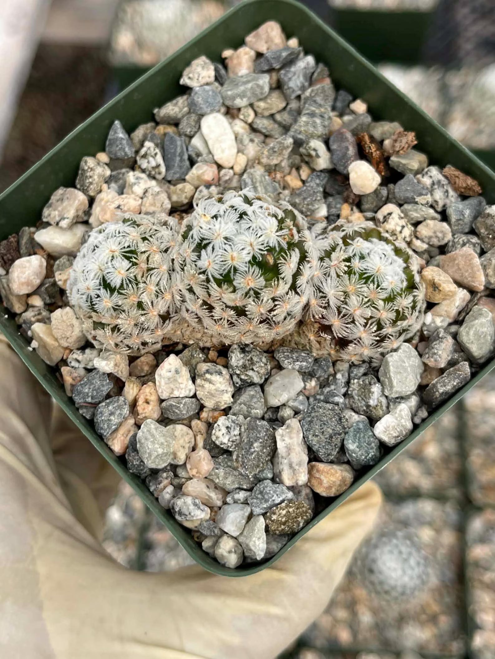 Mammillaria duwei Live Cactus | Rare Seed-Grown Cactus Plant | Flowering Succulent