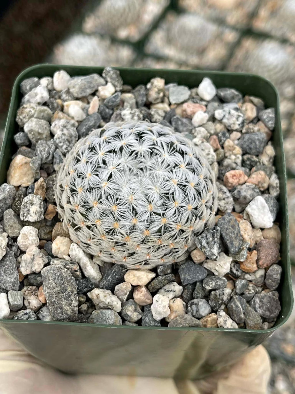 Mammillaria duwei Live Cactus | Rare Seed-Grown Cactus Plant | Flowering Succulent