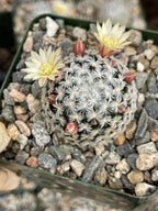 Mammillaria duwei Live Cactus | Rare Seed-Grown Cactus Plant | Flowering Succulent
