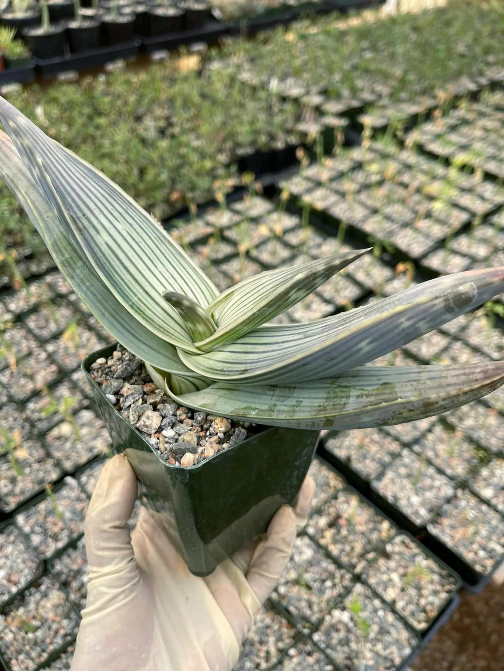 Aloe Karasbergensis Overgrown | Seed Grown Rare Live Succulent Plant