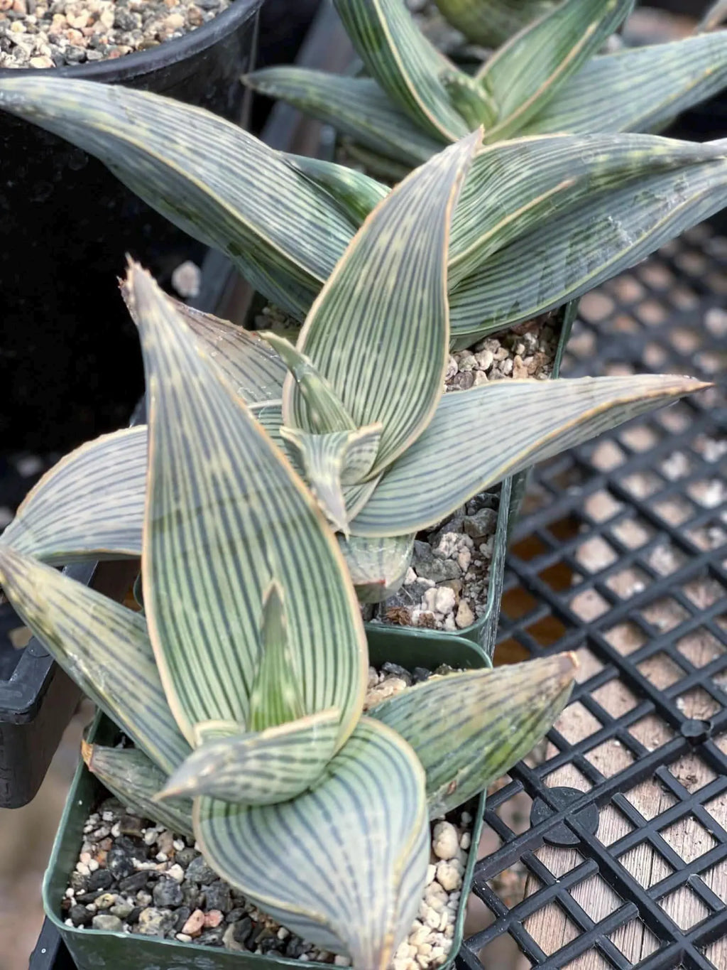 Aloe Karasbergensis Overgrown | Seed Grown Rare Live Succulent Plant