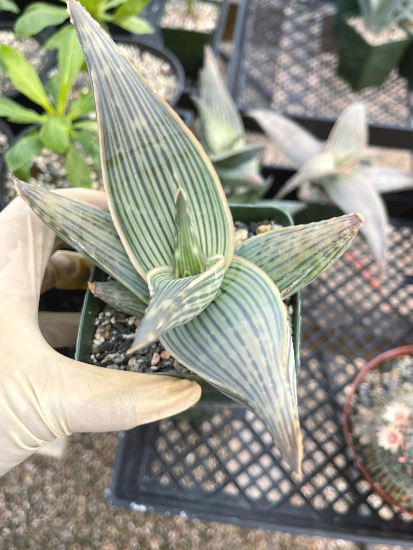 Aloe Karasbergensis Overgrown | Seed Grown Rare Live Succulent Plant