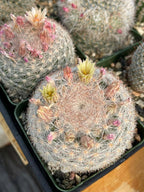 Mammillaria Candida Live Cactus – Rare Seed Grown 7" Collector Cactus Plant