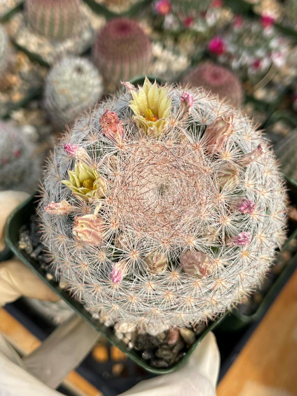 Mammillaria Candida Live Cactus – Rare Seed Grown 7" Collector Cactus Plant