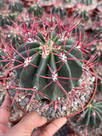 Ferocactus Gracilis Live Cactus | Rare Barrel Cactus | 6-Inch Succulent Plant