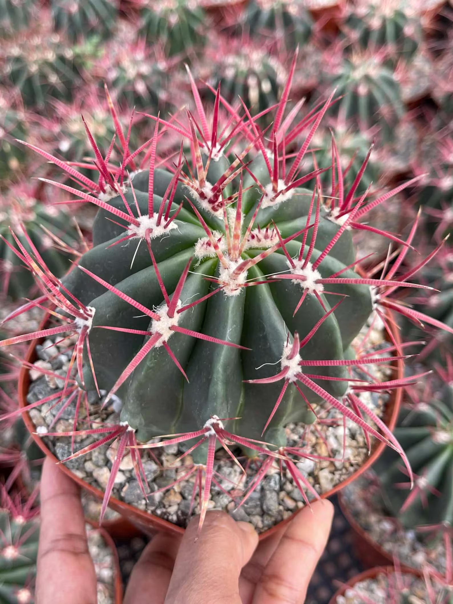Ferocactus Gracilis Live Cactus | Rare Barrel Cactus | 6-Inch Succulent Plant