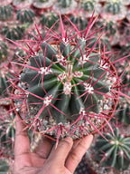 Ferocactus Gracilis Live Cactus – Rare Red Spine Barrel Cactus for Indoor & Outdoor Desert Gardens