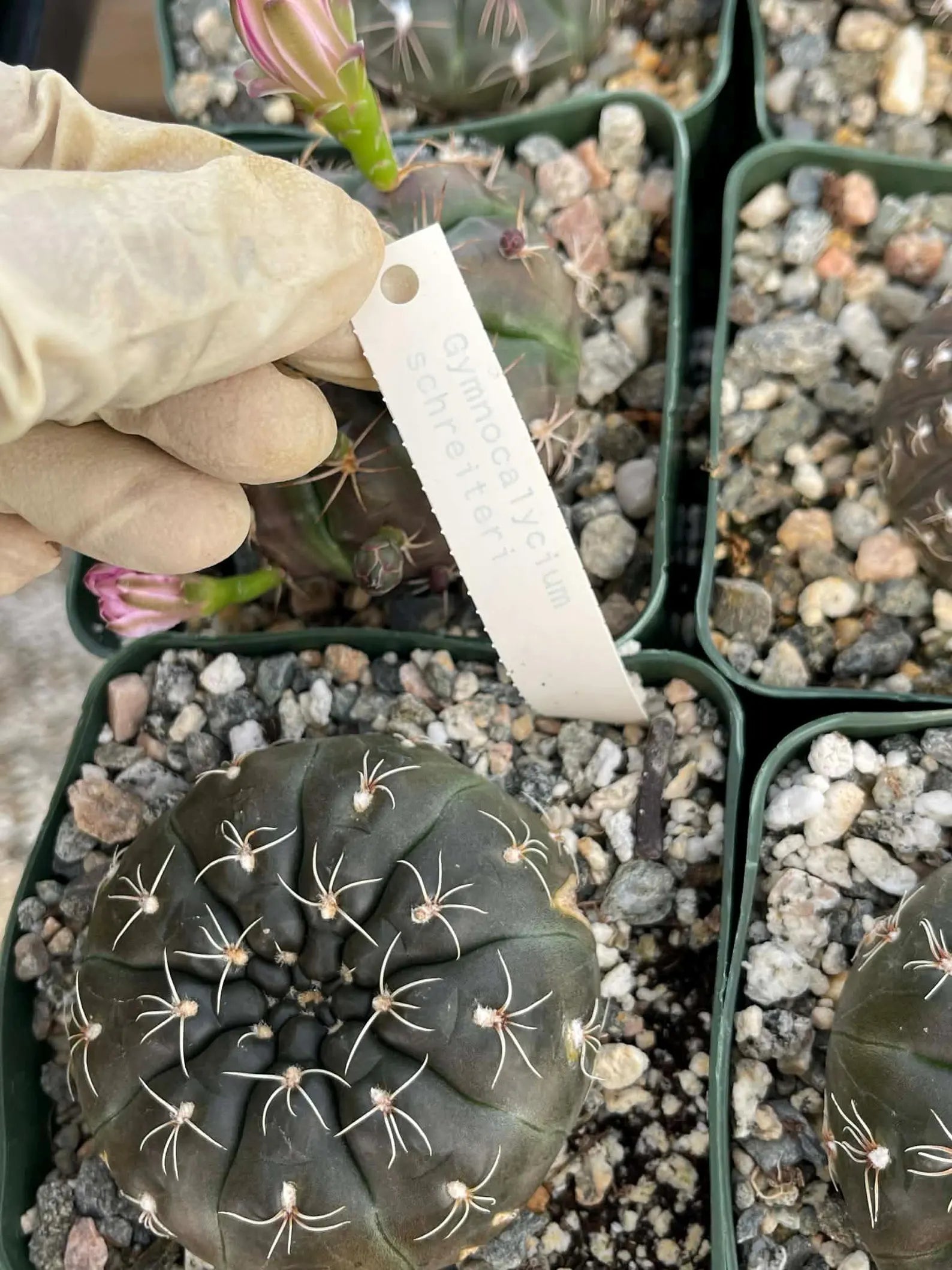 3.5" Gymnocalycium Schreiteri |Seed grown dark Gymnocalicium  | Live Plant