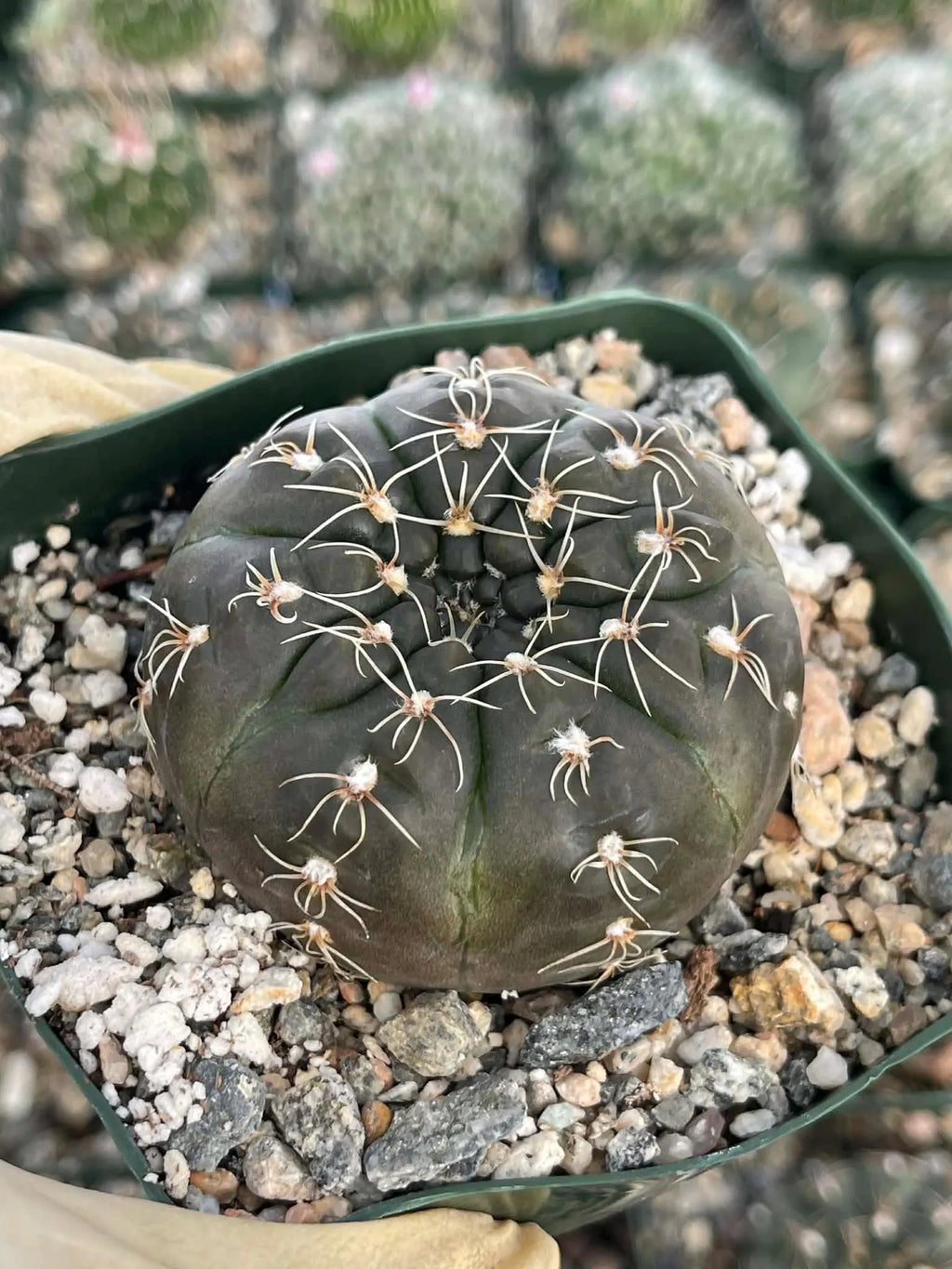 3.5" Gymnocalycium Schreiteri |Seed grown dark Gymnocalicium  | Live Plant