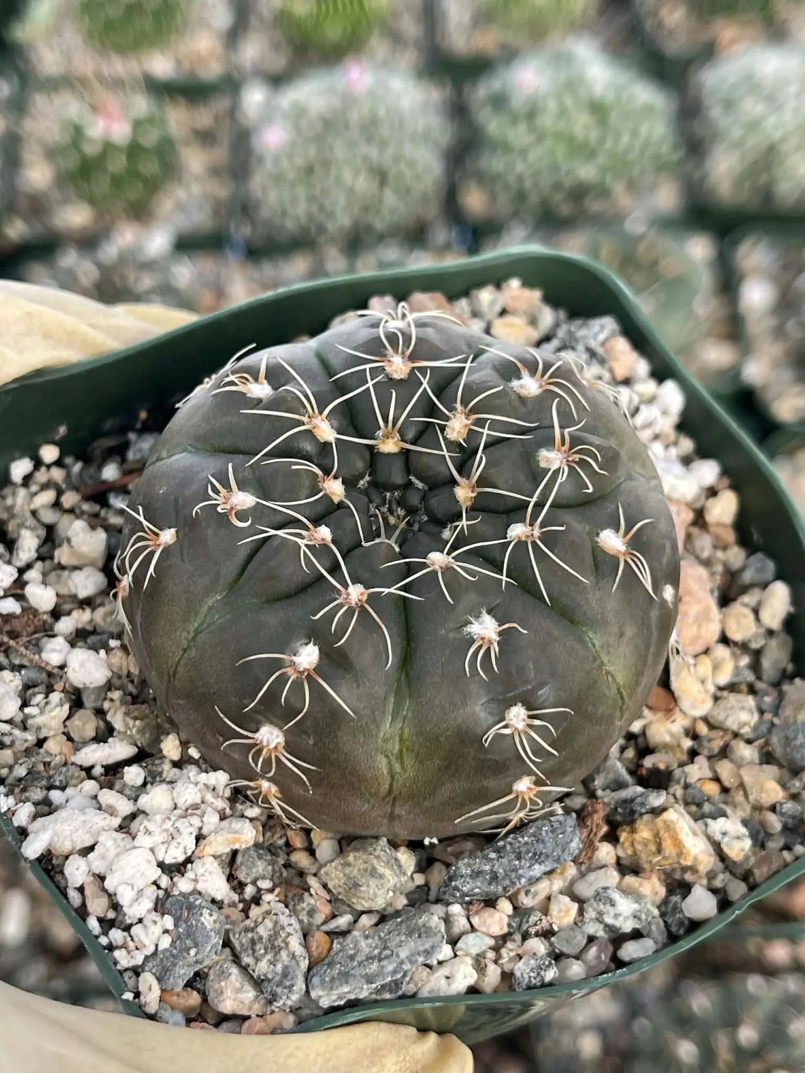 3.5" Gymnocalycium Schreiteri |Seed grown dark Gymnocalicium  | Live Plant