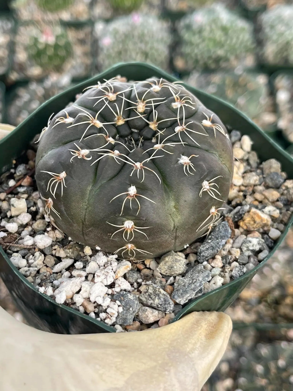 3.5" Gymnocalycium Schreiteri |Seed grown dark Gymnocalicium  | Live Plant