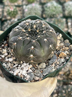 3.5" Gymnocalycium Schreiteri |Seed grown dark Gymnocalicium  | Live Plant