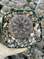 3.5" Gymnocalycium Schreiteri |Seed grown dark Gymnocalicium  | Live Plant