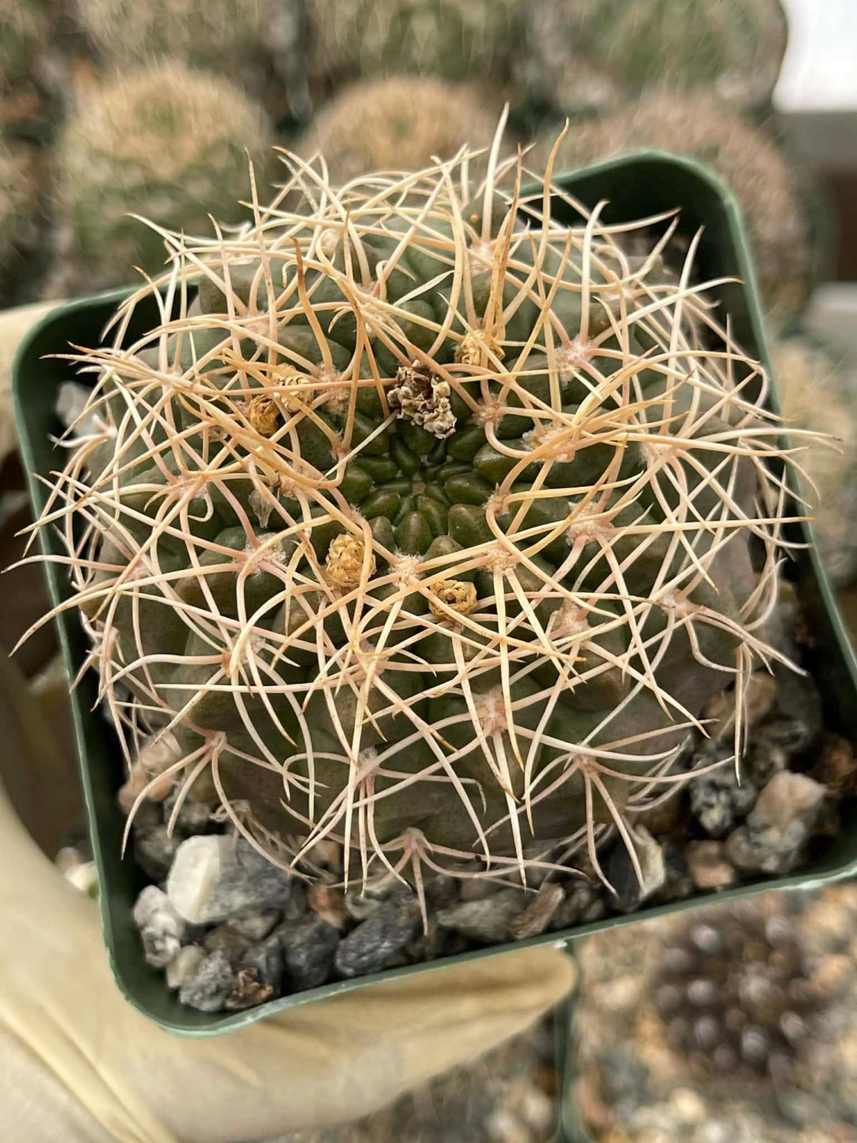 Gymnocalycium Golden Spine | Rare Seed Grown Live Cactus Plant