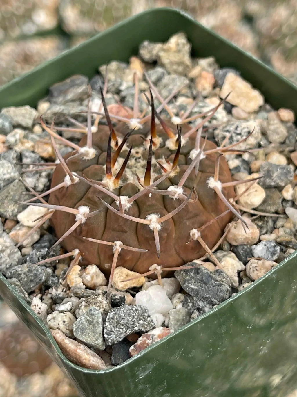 Gymnocalycium Schreiteri Live Cactus | Rare Seed-Grown 3.5 Inch Succulent Plant