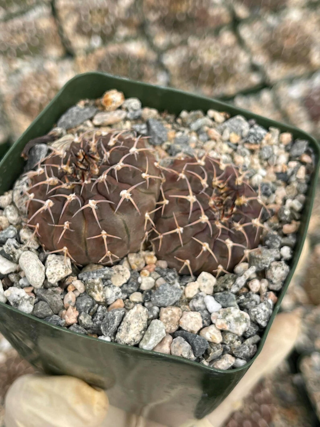Gymnocalycium Schreiteri Live Cactus | Rare Seed-Grown 3.5 Inch Succulent Plant