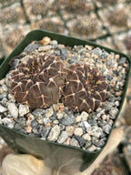 Gymnocalycium Schreiteri Live Cactus | Rare Seed-Grown 3.5 Inch Succulent Plant