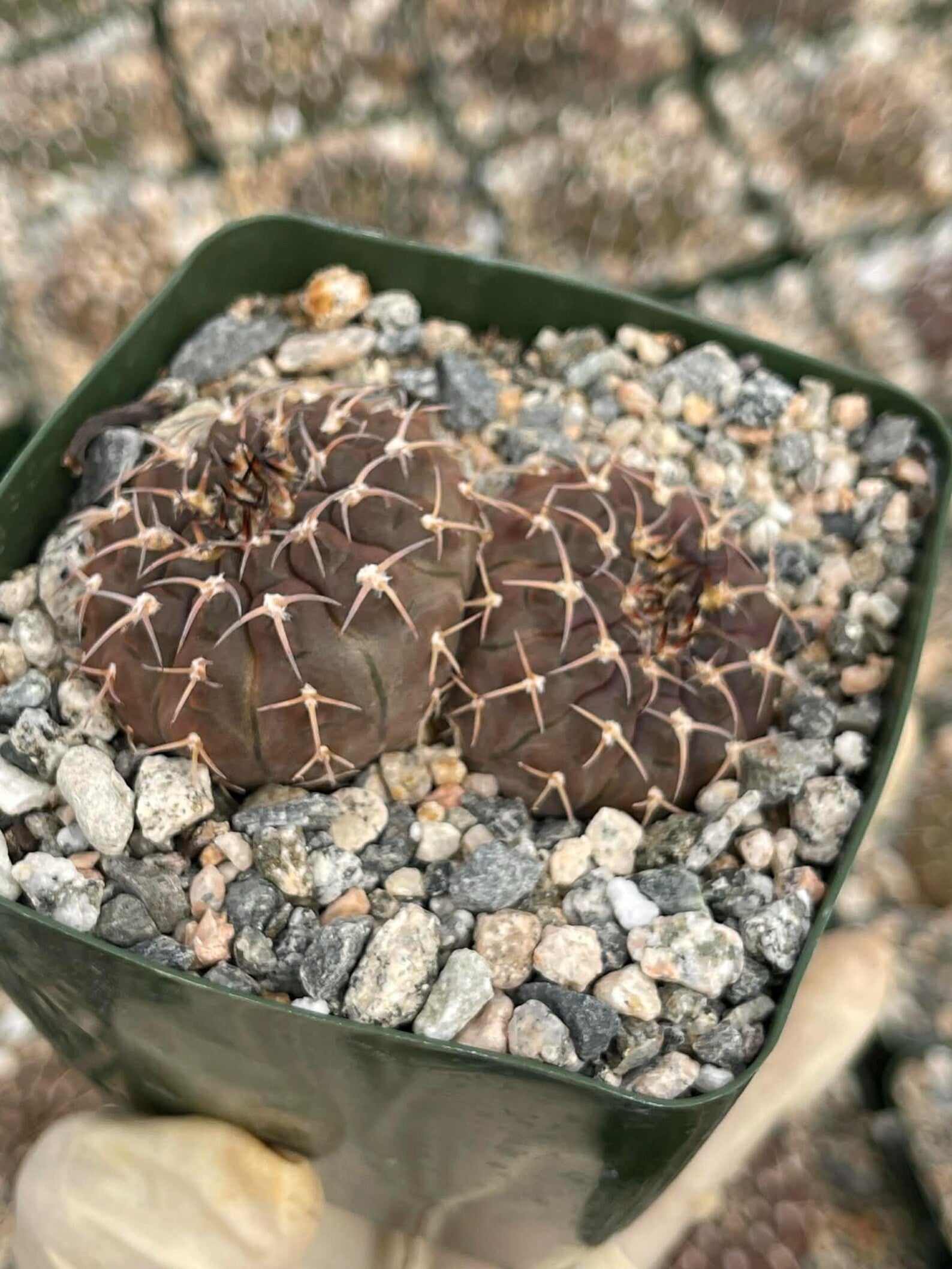 Gymnocalycium Schreiteri Live Cactus | Rare Seed-Grown 3.5 Inch Succulent Plant