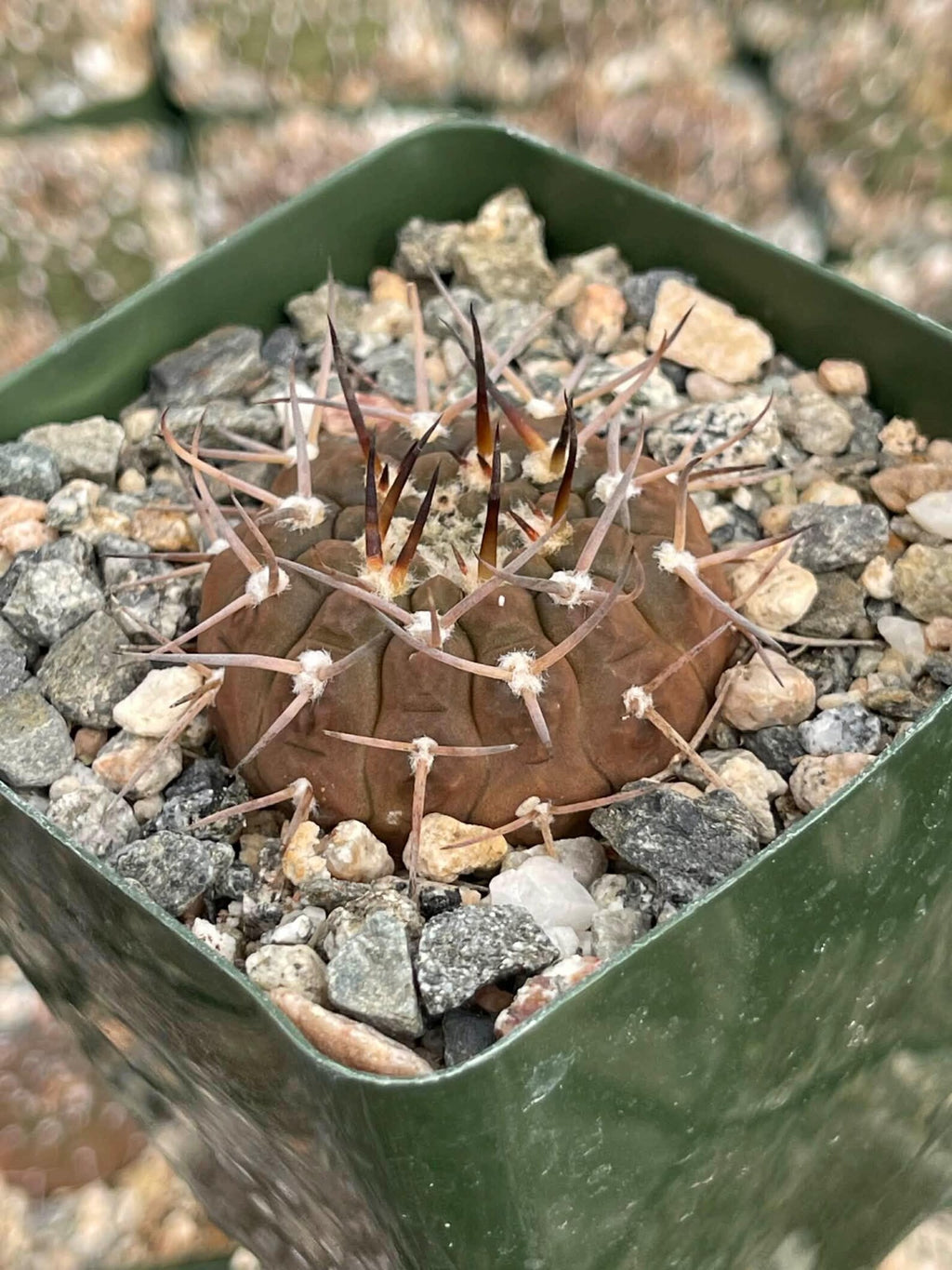 Gymnocalycium Schreiteri Live Cactus | Rare Seed-Grown 3.5 Inch Succulent Plant