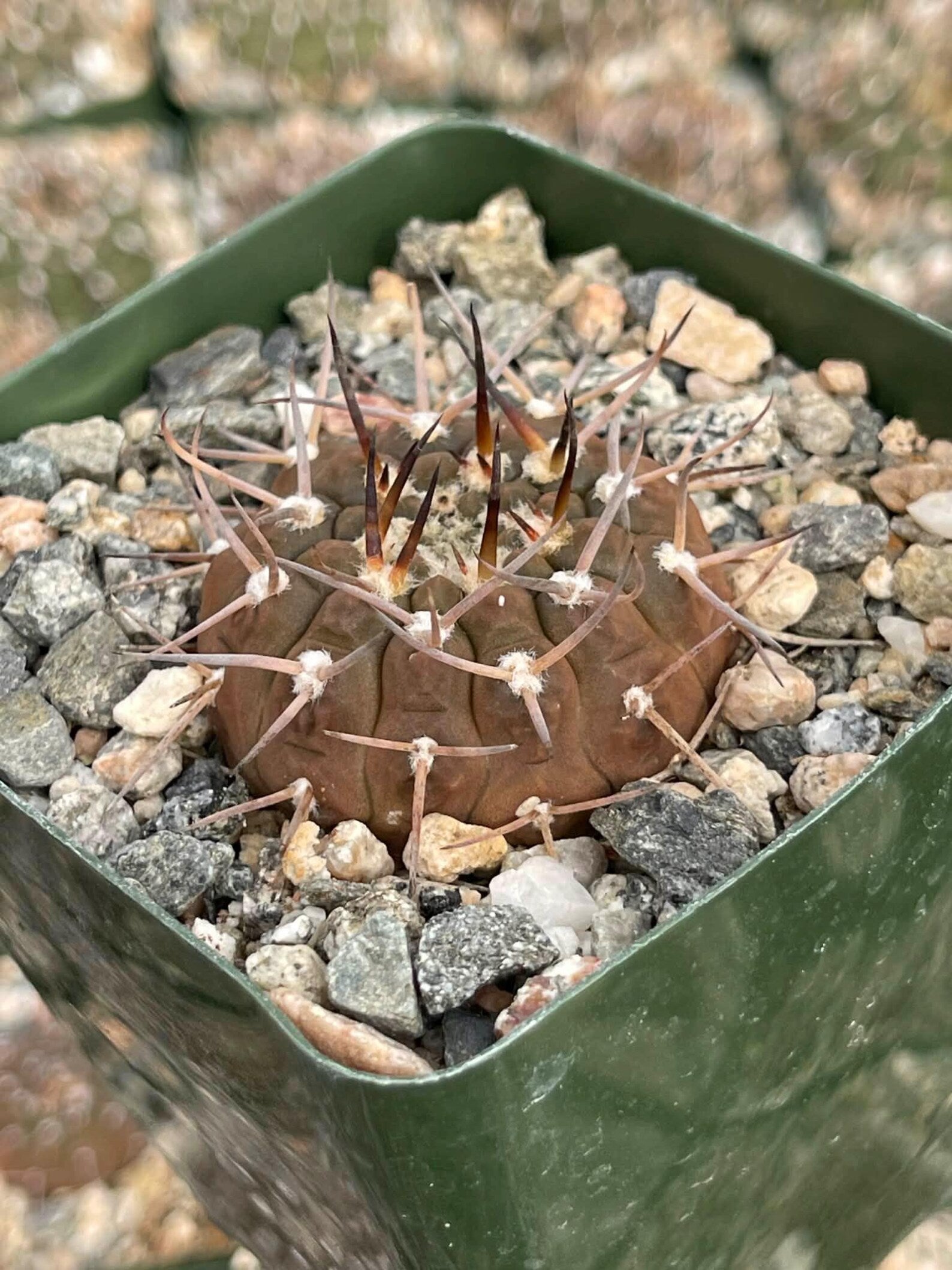 Gymnocalycium Schreiteri Live Cactus | Rare Seed-Grown 3.5 Inch Succulent Plant