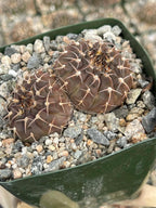 Gymnocalycium Schreiteri Live Cactus | Rare Seed-Grown 3.5 Inch Succulent Plant