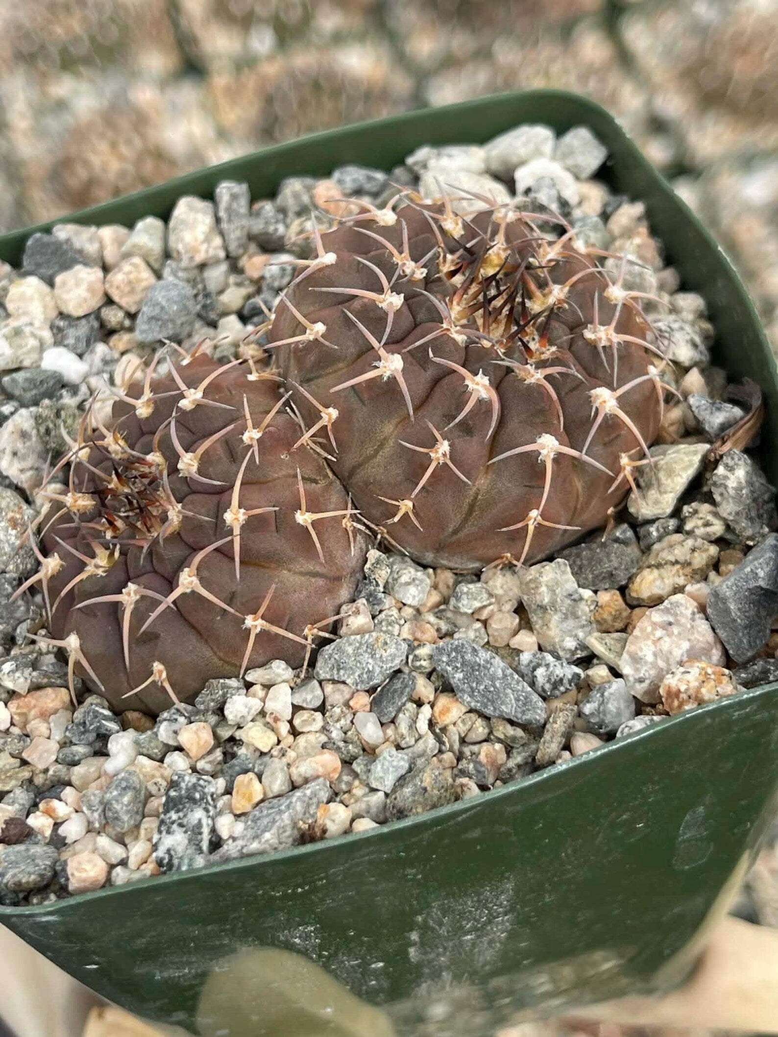 Gymnocalycium Schreiteri Live Cactus | Rare Seed-Grown 3.5 Inch Succulent Plant