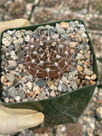 Gymnocalycium Schreiteri Live Cactus | Rare Seed-Grown 3.5 Inch Succulent Plant